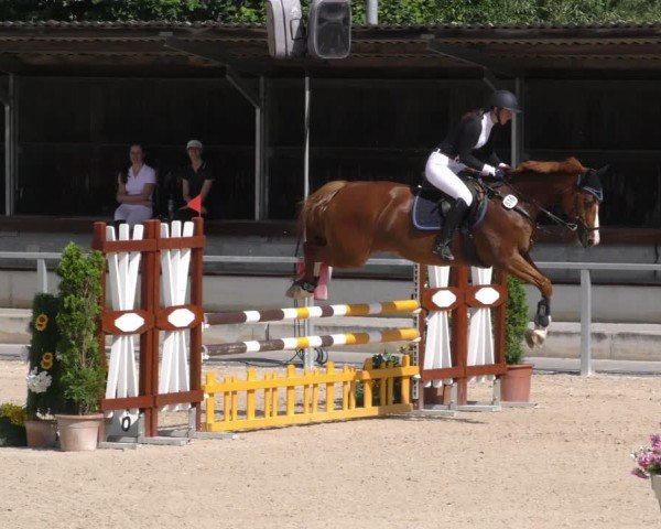 Reitturnier Ingolstadt-Hagau/Obb. 2024