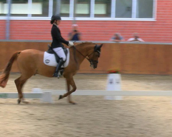Reitturnier Langenfeld 2024