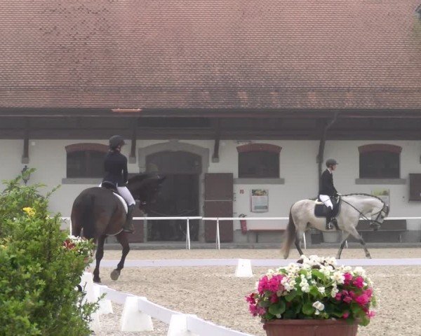 Reitturnier Avenches 2024