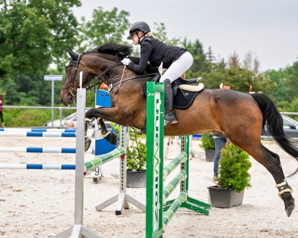 jumper D'Angelo 2 (Hanoverian, 2003, from Der Lenz)