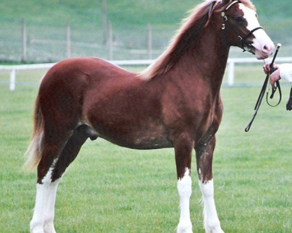 horse Bookham Lodge Joseph (Welsh-Cob (Sek. D), 2002, from Danaway Tango)