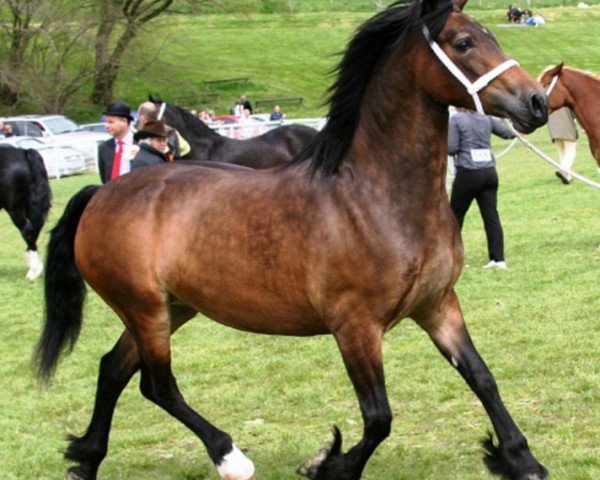 horse Abergavenny Viscountess (Welsh-Cob (Sek. D), 2005, from Trevallion Picasso)
