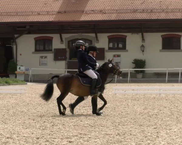 Reitturnier Avenches 2024
