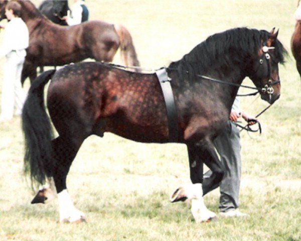 horse Buckswood Jupiter (Welsh-Cob (Sek. D), 1978, from Derwen Regal Commander)