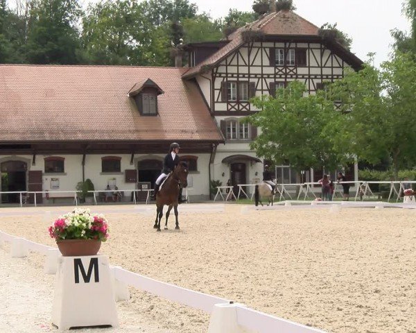 Reitturnier Avenches 2024
