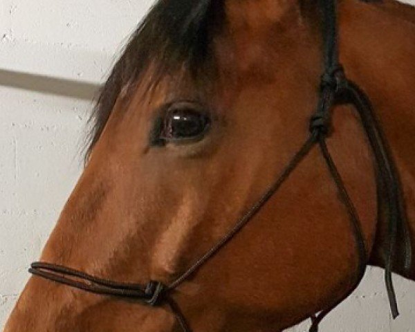 horse Vic (Selle Français, 2009, from Oncle Pol Hn)