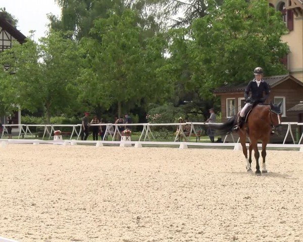 Reitturnier Avenches 2024