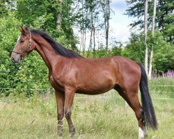 horse Coconut (Westphalian, 2022, from Chacoon Blue)