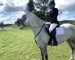 Dressurpferd Abella (Ungarisches Warmblut, 2016)