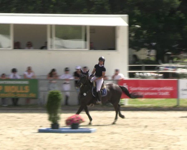 Reitturnier Langenfeld 2024