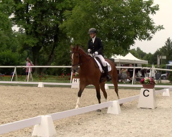 Reitturnier Avenches 2024