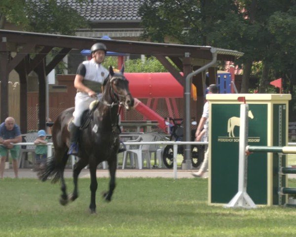 Reitturnier Schwittersdorf-Beesenstedt 2024