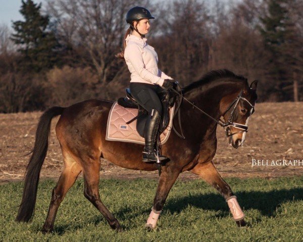 Pferd Arlanda L (New-Forest-Pony, 2007, von Orlando) Pferd Arlanda L (New-Forest-Pony, 2007, von Orlando)