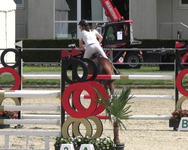 Reitturnier Langenfeld 2024