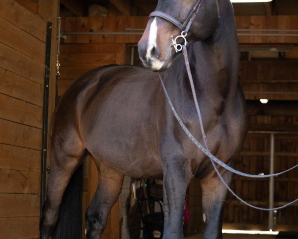 horse Utello do (Oldenburg show jumper, 2018, from Origi D'o)