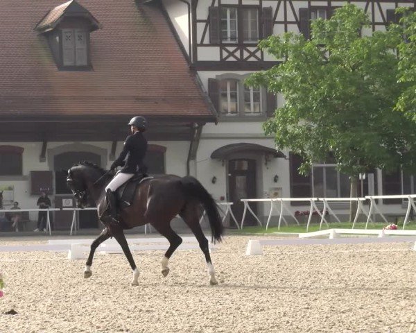 Reitturnier Avenches 2024