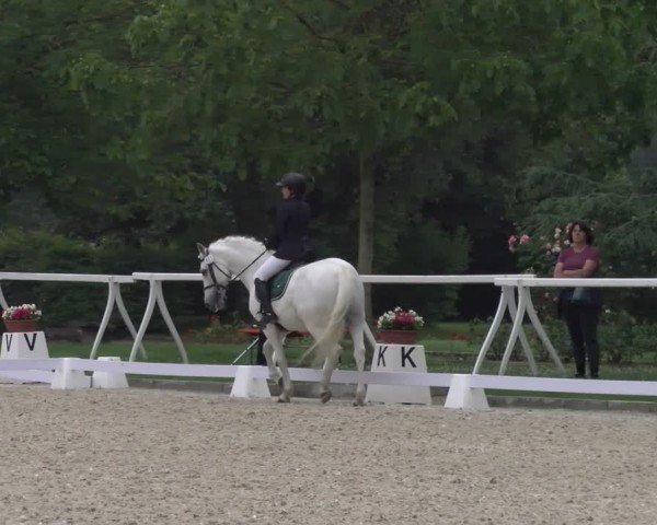 Reitturnier Avenches 2024