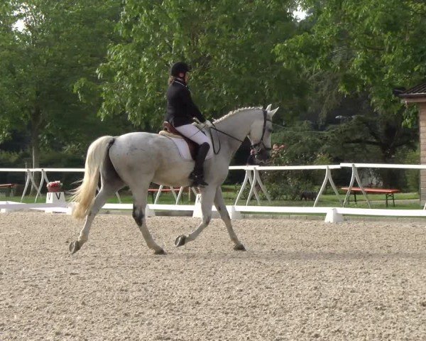 Reitturnier Avenches 2024