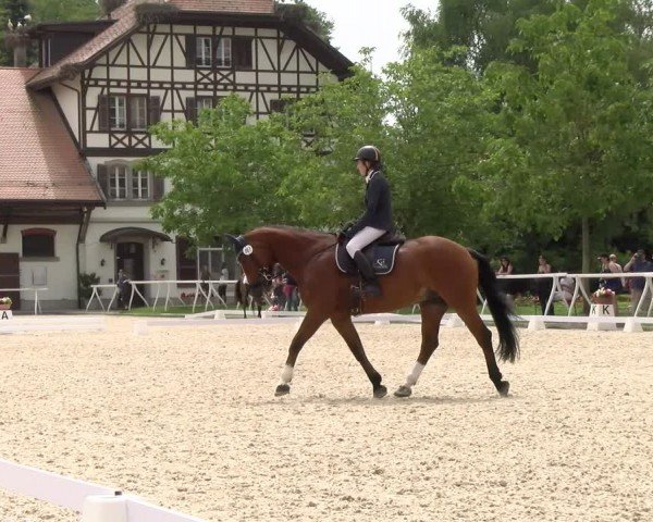 Reitturnier Avenches 2024