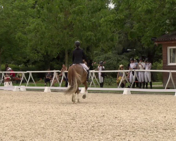 Reitturnier Avenches 2024