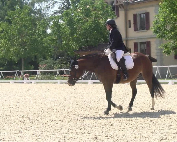Reitturnier Avenches 2024