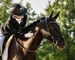 dressage horse Manacor 6 (Westphalian, 2015, from Mc Fly High D)