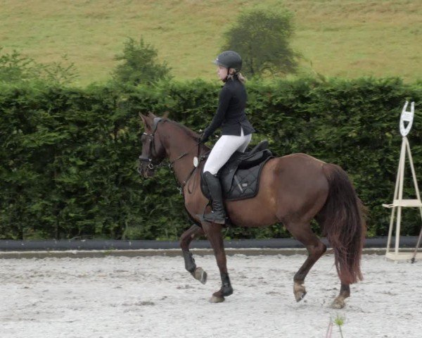 Reitturnier Margarethenhof / Beckingen 2024
