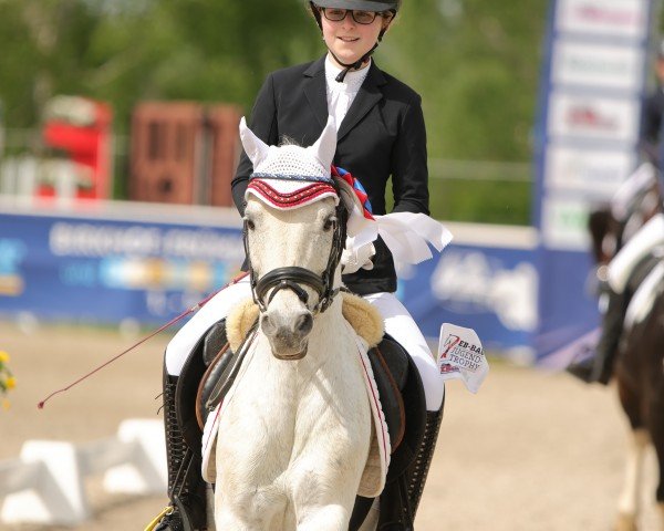 dressage horse Luigi (British Sport Horse, 2010, from Luidam)