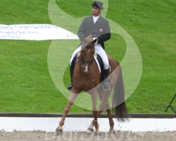 Pferd Risander (KWPN (Niederländisches Warmblut), 1998, von Krack C)