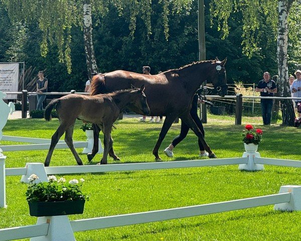 Pferd Elsa KD (Westfale, 2024, von Escanto PS OLD)