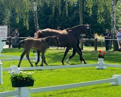 Pferd Elsa KD (Westfale, 2024, von Escanto PS OLD)