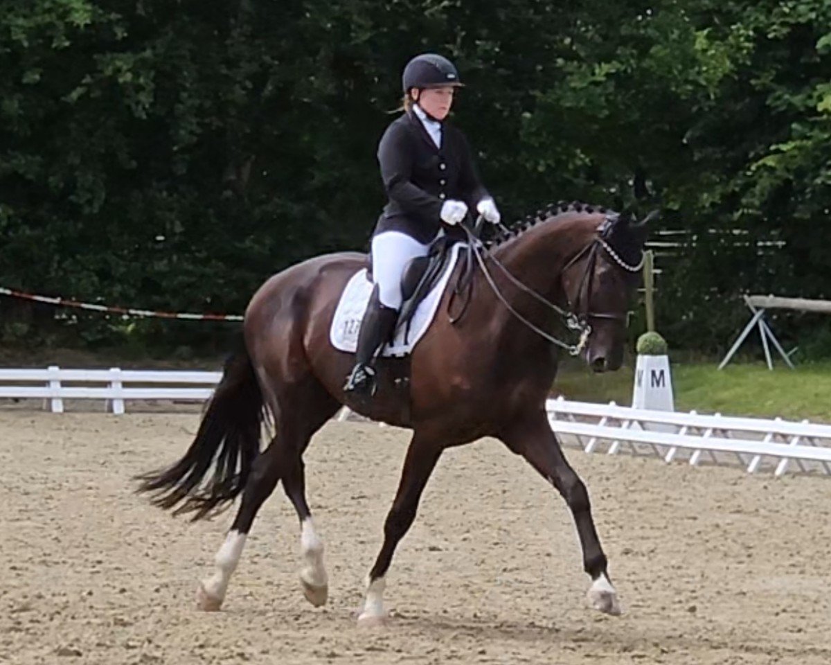 dressage horse Dominikus de Cologne (Hanoverian, 2016, from De Niro)
