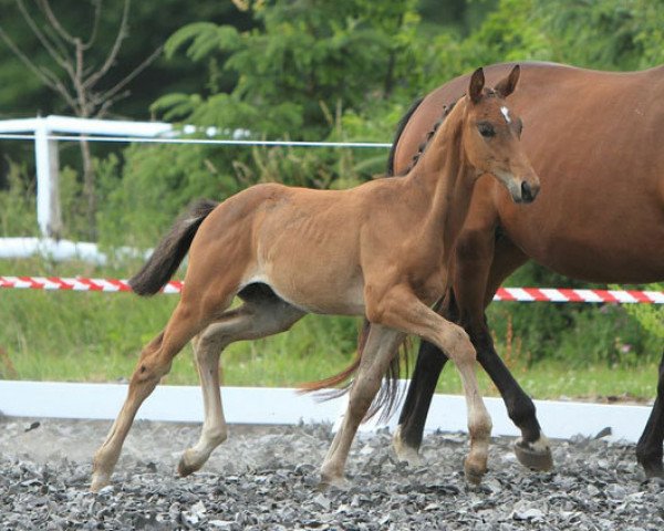 horse Zauberland (Trakehner, 2013, from Private Passion)