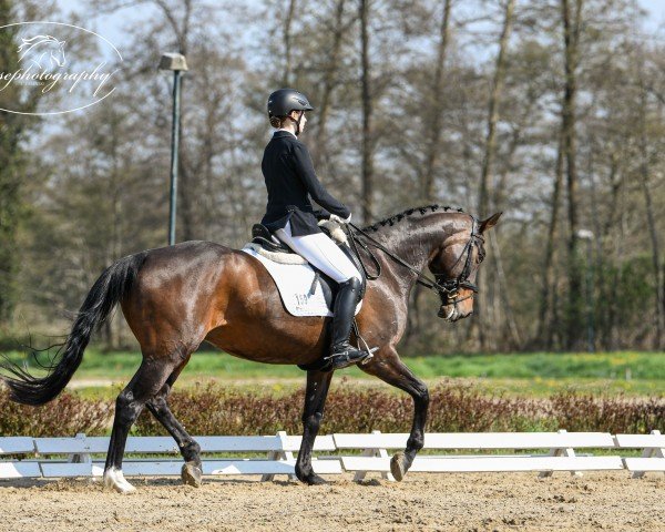dressage horse Vanity Fair 14 (Oldenburg, 2005, from Samba Hit I) dressage horse Vanity Fair 14 (Oldenburg, 2005, from Samba Hit I)