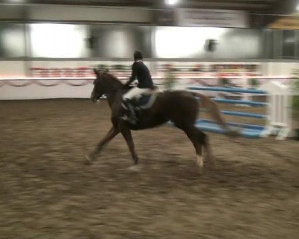 Hallen-Reit- und Springturnier des RV Suedlohn-Oeding für Ponys und Großpferde 2012