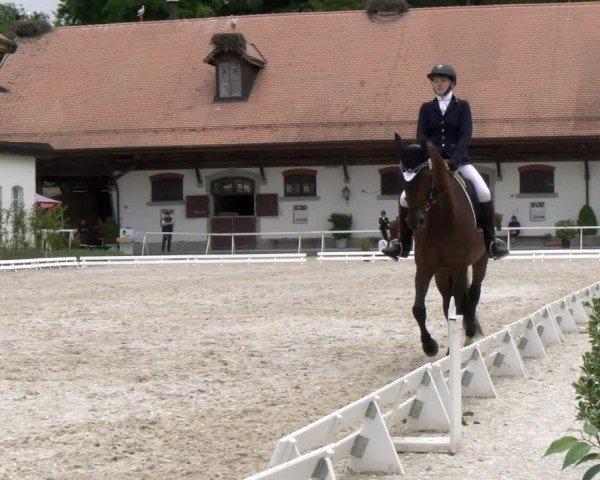 Reitturnier Avenches 2024