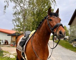 Caballo de Doma Deseado CCLXV (Pura Raza Española (PRE), 2011, de Americano XXXIII)