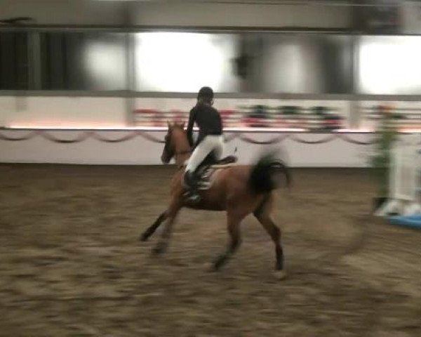 Hallen-Reit- und Springturnier des RV Suedlohn-Oeding für Ponys und Großpferde 2012