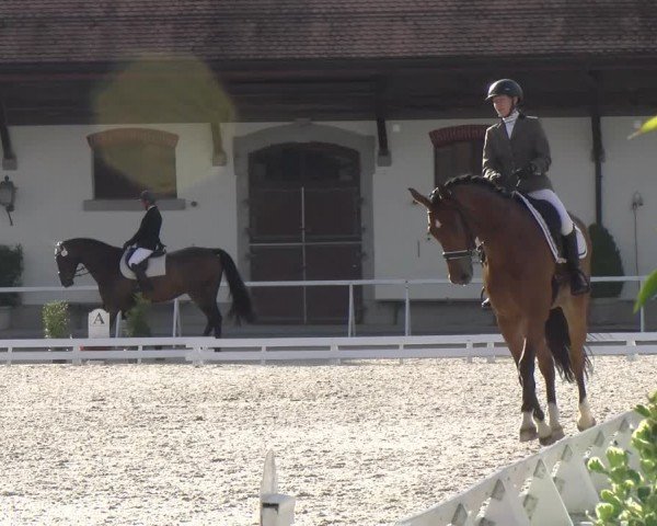 Reitturnier Avenches 2024