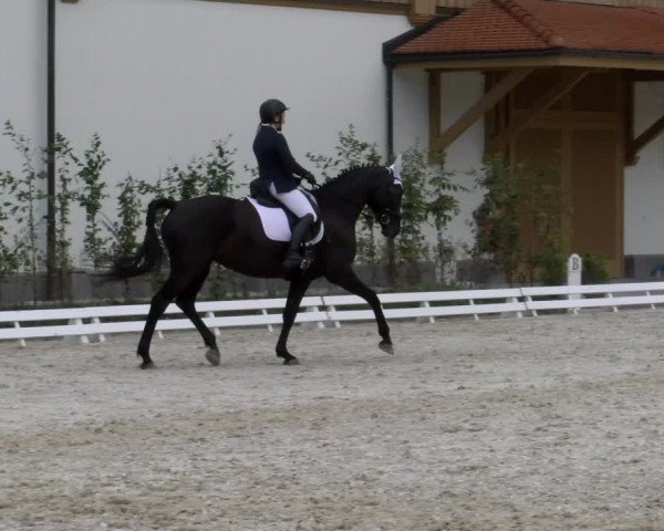 Reitturnier Avenches 2024