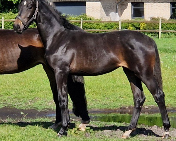 Pferd Solana Saint Tropez (Hannoveraner, 2023, von Skyline To B)
