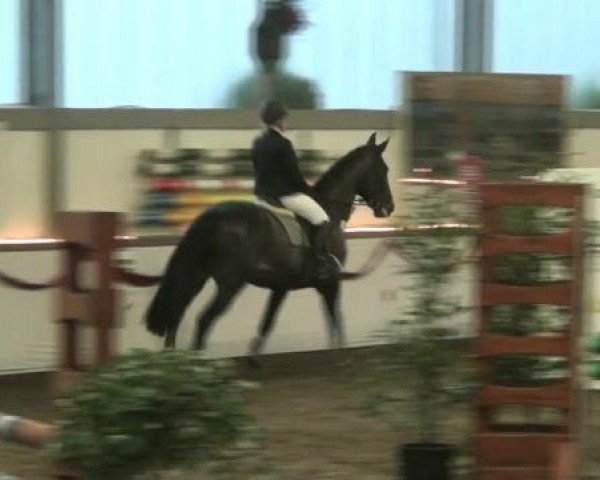 Hallen-Reit- und Springturnier des RV Suedlohn-Oeding für Ponys und Großpferde 2012
