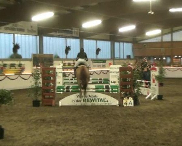 Hallen-Reit- und Springturnier des RV Suedlohn-Oeding für Ponys und Großpferde 2012