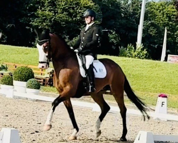 dressage horse Du Pont H (Westphalian, 2018, from De Niro's Erbe H)