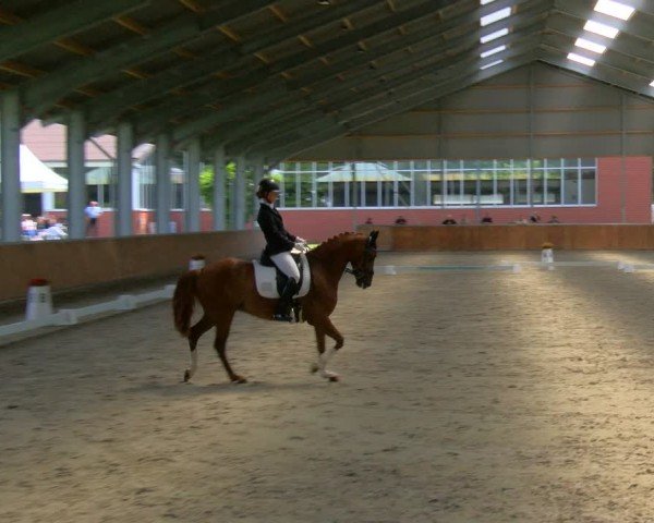Reitturnier Langenfeld 2024