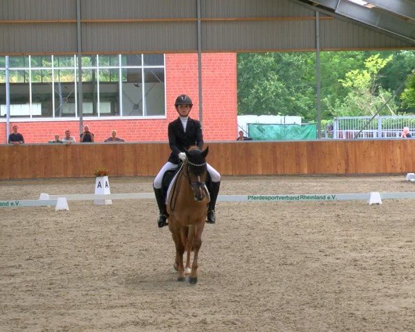 Reitturnier Langenfeld 2024