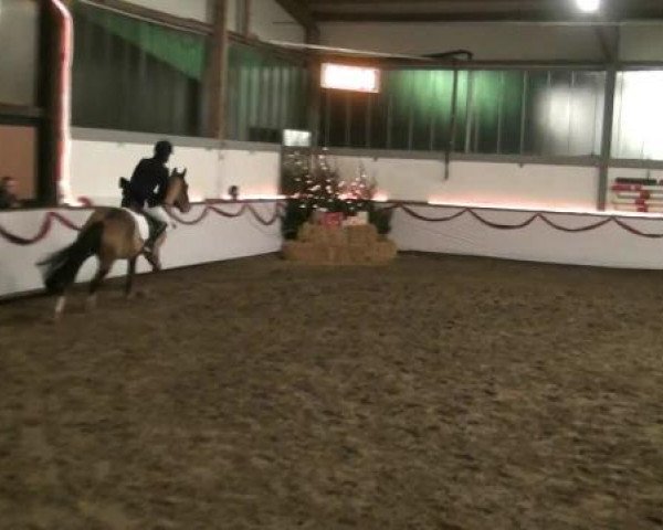 Hallen-Reit- und Springturnier des RV Suedlohn-Oeding für Ponys und Großpferde 2012