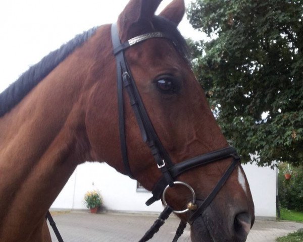 dressage horse Woodford (Württemberger, 1995, from World Man G)