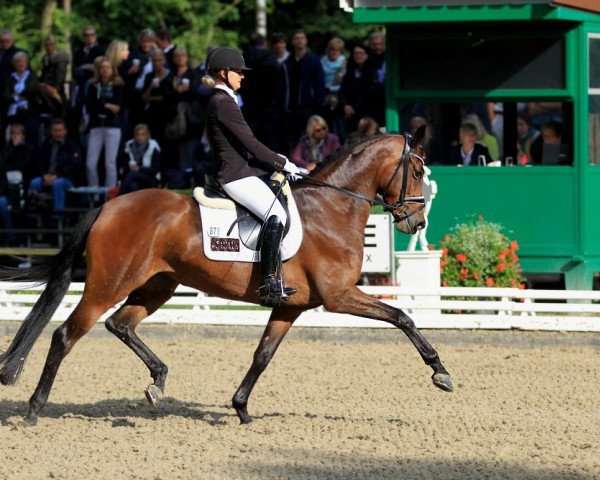 broodmare Standing O'Vation TSF (Trakehner, 2010, from Imperio 3)