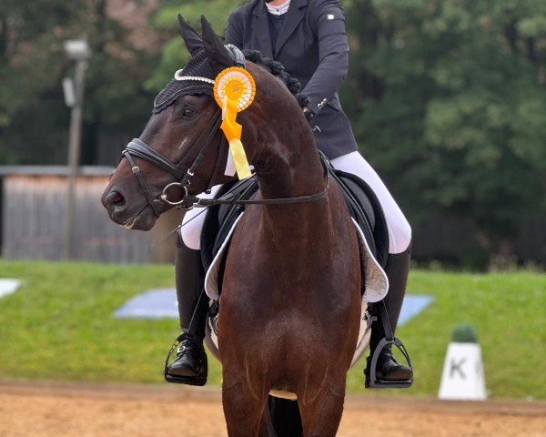 horse Zalissimo (German Sport Horse, 2020, from Birkhof's Zalando OLD)